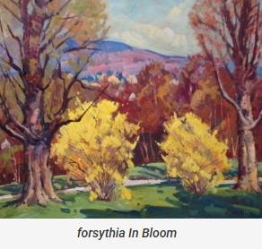 Forsythia In Bloom